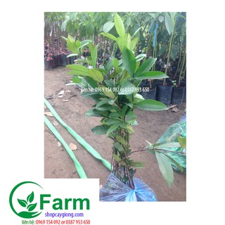 cây cherry brazil chịu nhiệt
