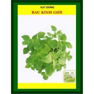 [MIỄN PHÍ SHIP] 1 Gram-  Hạt Giống Rau Kinh Giới