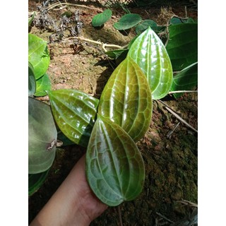Mô Hình Đồ Chơi Nhân Vật Hoyalatifolia