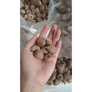 Củ giống hoa lan nam phi hoa màu đỏ - 1 củ KNS