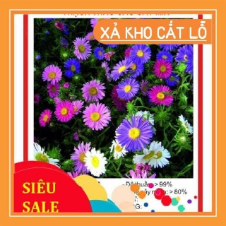 Hạt giống Hoa Thạch Thảo Mix 100 Hạt