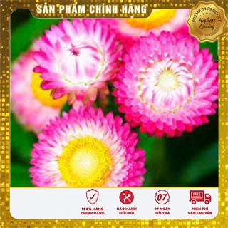 Hạt Giống Hoa Cúc Bất Tử(50 hạt)