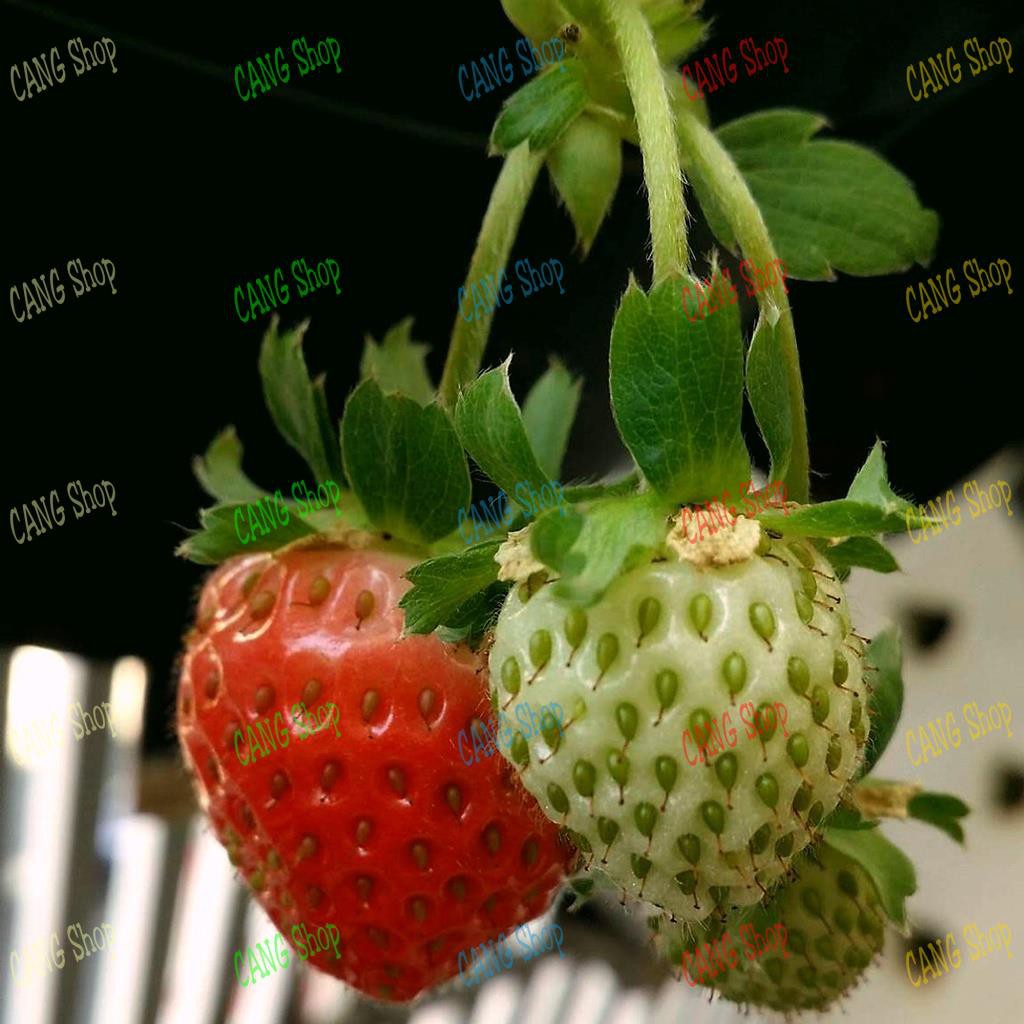 PHÂN HỮU CƠ VIÊN NÉN CAO CẤP - AGRIMARTIN LOẠI 1KG