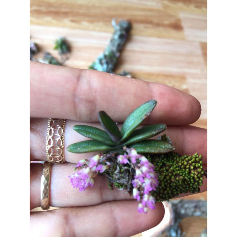 Combo 10 cây trứng bướm siêu hiếm giá 199k