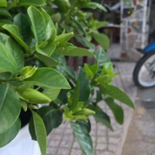 Cây 🌲 Bạch Thiên Hương ...hoa thơm