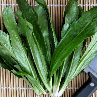 10g hạt giống ngò gai