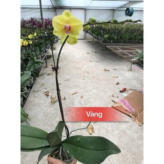 COMBO 4 Cây HOA TẾT 2020