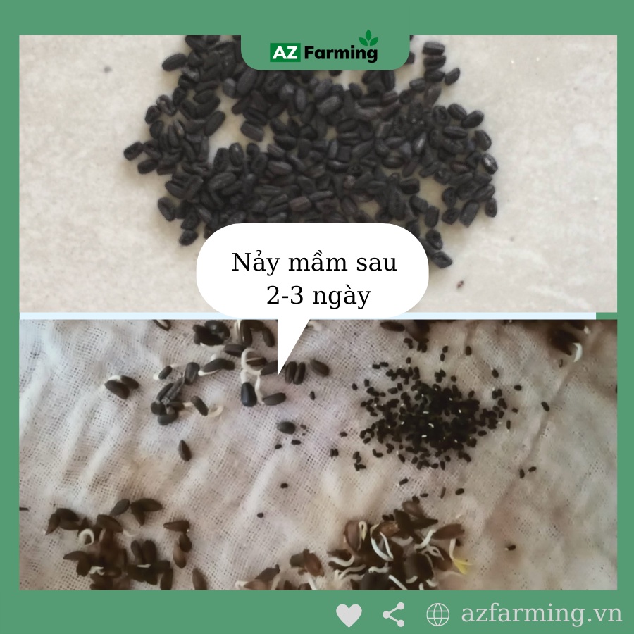 Hạt Giống Hoa Dừa Cạn Đứng Lùn - 100 Hạt - AZ Farming