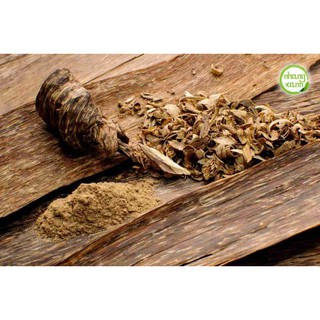 Cây Trầm Hương ( Cây Gió Bầu)