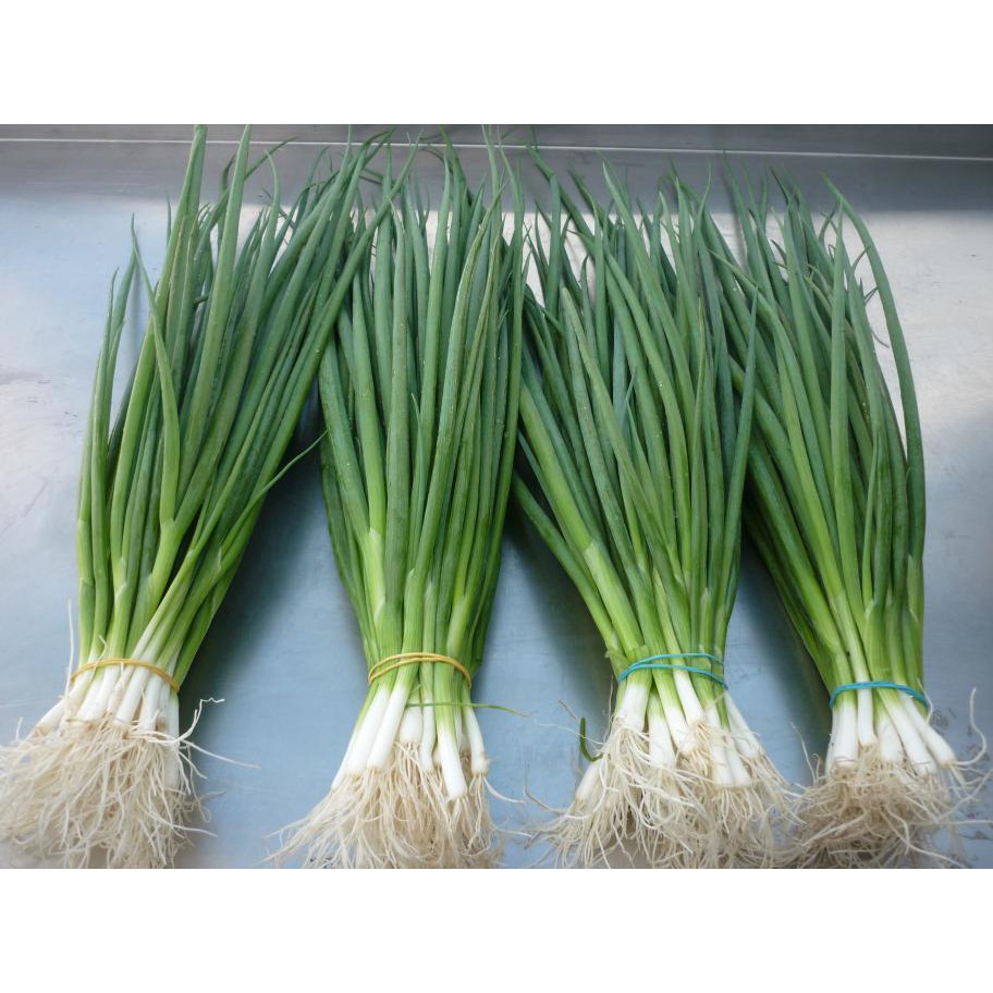 Hạt giống Hành lá  JL21
