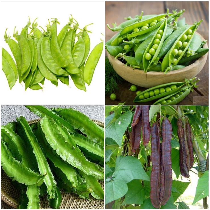 Hạt giống Đậu Các Loại , Chịu Nhiệt, Trồng Quanh Năm, Dễ Trồng, Năng Suất Cao - Khang Nông Seeds