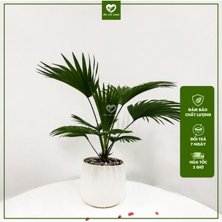 Cây Cọ Nhật để bàn, dễ chăm sóc giúp thanh lọc không khí