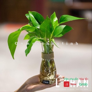 Lọ hoa thủy tinh/ Bình thủy tinh cắm hoa để bàn trang trí decor, tặng kèm 50cm dây trang trí