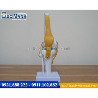Mô hình giải phẫu khớp gối - Mô hình y khoa