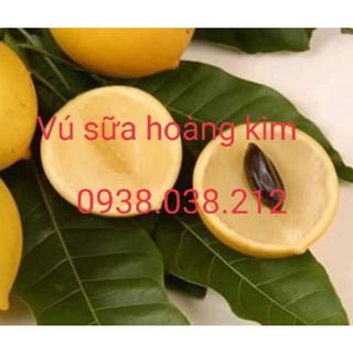Combo 5 cây vú sữa hoàng kim