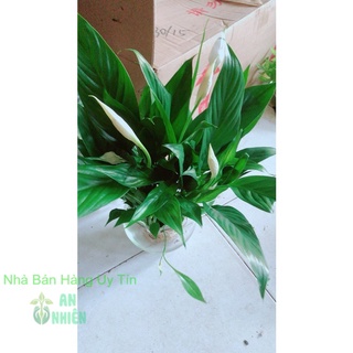 Chậu Cây Lan Ý Thủy Sinh