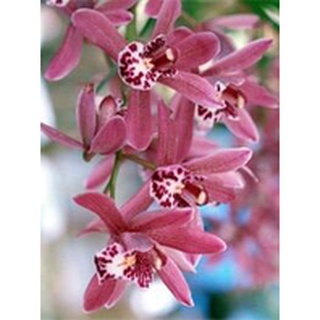 Địa Lan kiếm hồng(1 khóm)