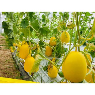 hạt giống dưa lê vàng thơm nhật bản