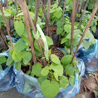 Cây hoa thiên lí giống