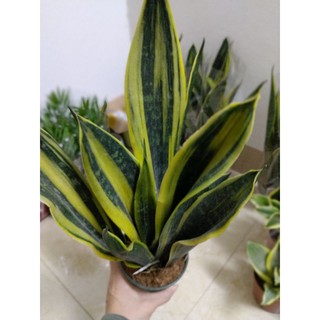 Cây lưỡi hổ  để bàn.