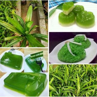Trà lá dứa sấy lạnh