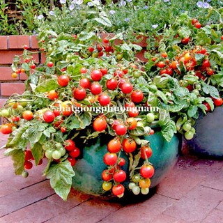 10H - hạt giống cà chua cherry rũ đỏ