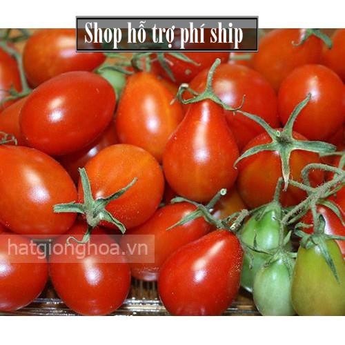 Hỗ trợ Ship-  -(VƯỜN TRONG NHÀ) Hạt giống Cà chua hình lê (loại dài màu đỏ) Combo 30 hạt phù hợp khí hậu nhiệt đới-HP100