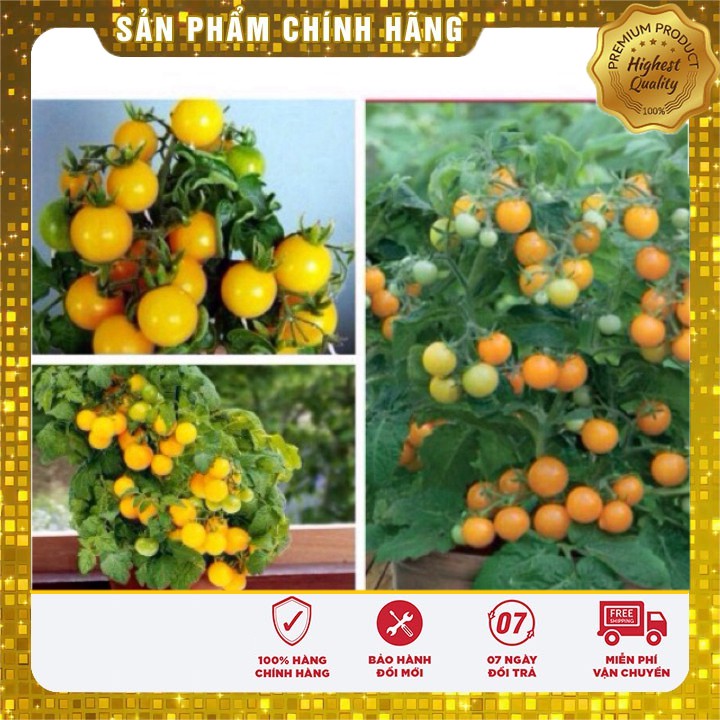 Hạt Giống Cà Chua Bi Bonsai Vàng Lucky seeds (30 hạt)