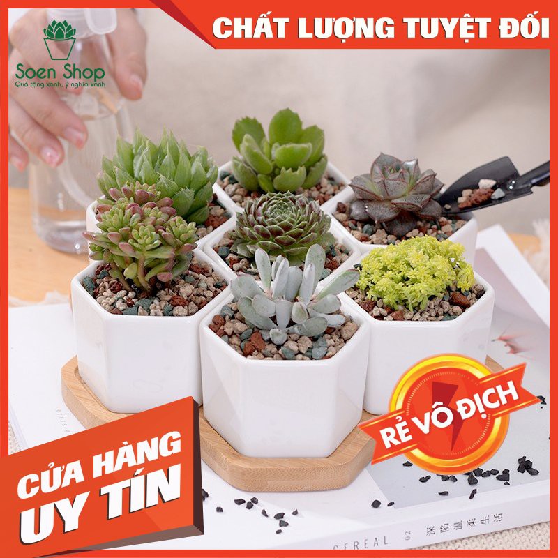 Chậu trồng sen đá xương rồng - chậu lục giác nhiều màu ( Nhập SOENSALE5 để được giảm 5k hóa đơn 50k)