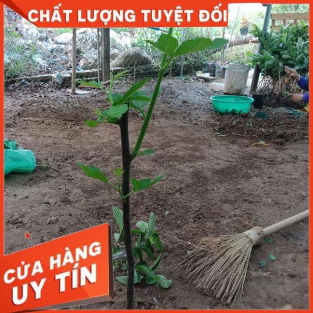 Cây Sung Mỹ sẵn quả và cây sung mỹ chưa ra quả