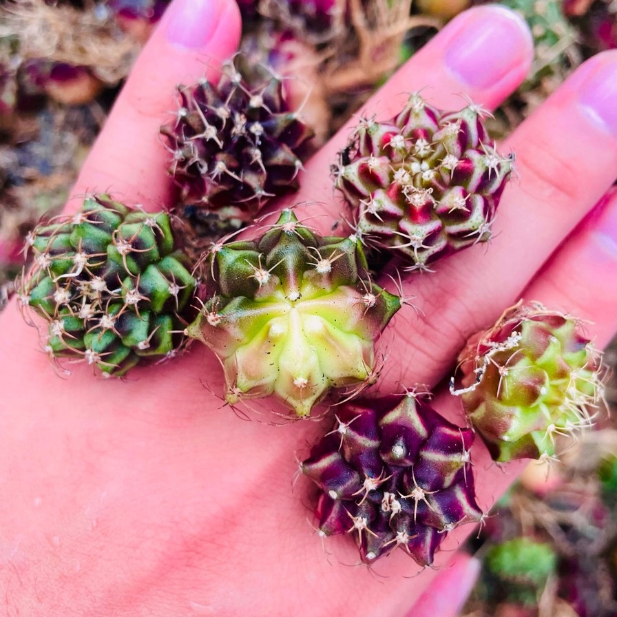 Xương rồng gymno Đà Lạt 6 cây size mini cây cảnh trang trí nhà cửa Lolita garden