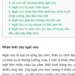 Cây ngải cứu