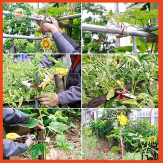 DỤNG CỤ BUỘC CÀNH (Tặng dây buộc cành) chất lượng tốt