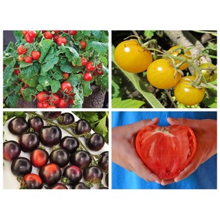 Bộ gói hạt giống rau Dền đỏ