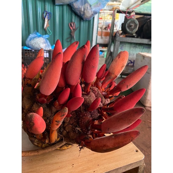 1kg NẤM NGỌC CẨU hàng đẹp