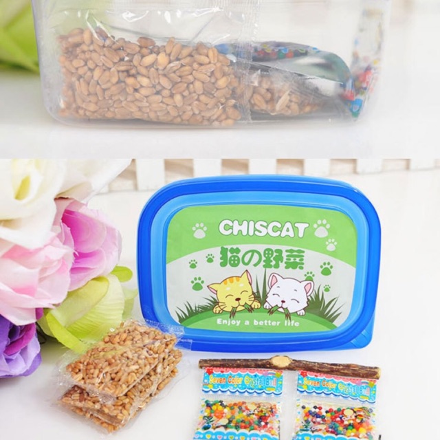 Hộp trồng cỏ mèo