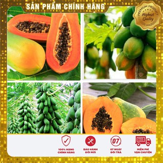 Hạt giống Đu Đủ Lùn 5 Hạt [Bán Sỉ]