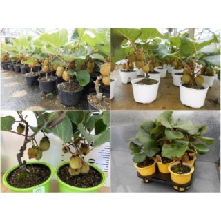 Hạt giống kiwi lùn xanh