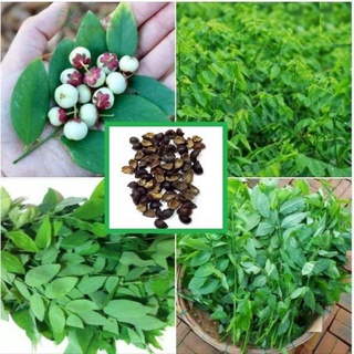 GÓI 30 HẠT GIỐNG RAU NGÓT