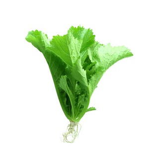Hạt giống cải bẹ xanh lá to dễ trồng