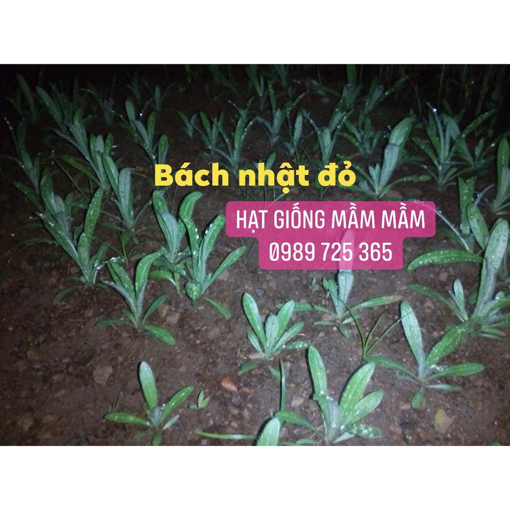 200 hạt cúc bách nhật mix màu, đỏ, tím, hồng ( cúc nút áo )