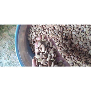 100gram hạt keo gai giống