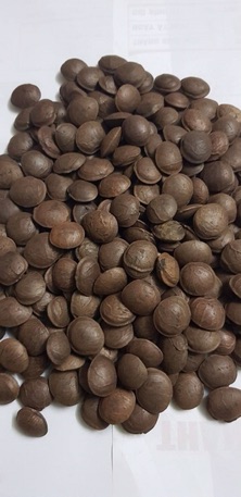 Hạt sachi sấy chín ăn liền