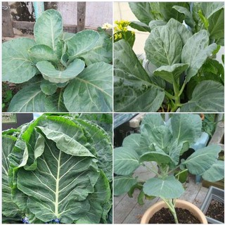 20Gr Hạt giống rau cải rổ ( cải làn ) giòn, ngọt