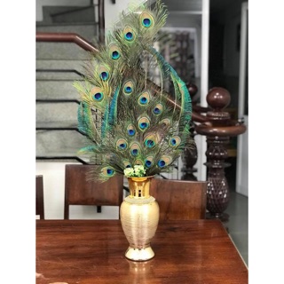 Combo 39 lông công 95-100cm mắt đại