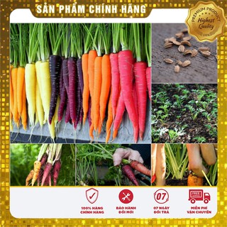 Hạt giống củ Cà Rốt Nhiều Màu dễ trồng