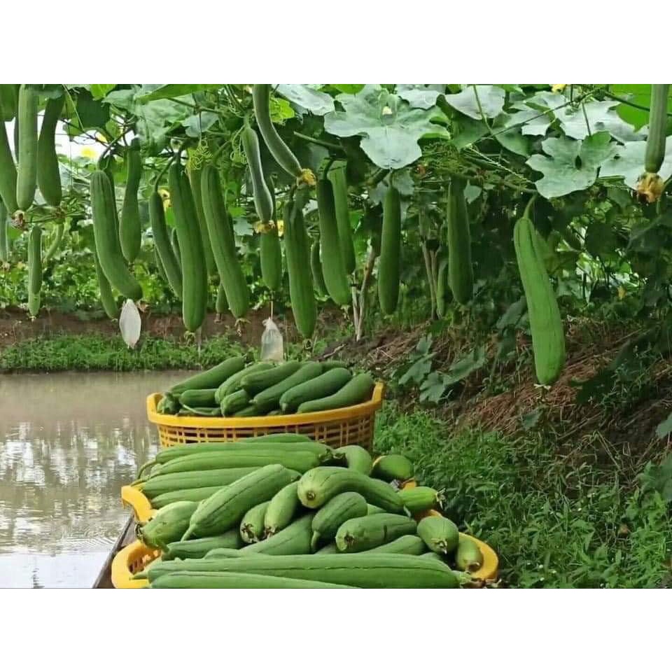 HẠT GIỐNG MƯỚP HƯƠNG SIÊU THƠM SAI QUẢ GÓI 10 HẠT