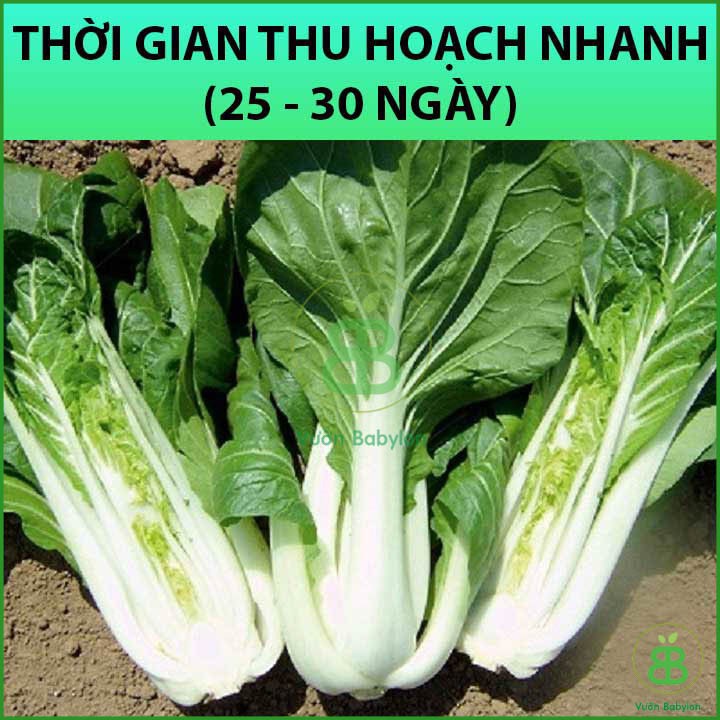 Hạt Giống Cải Bẹ Trắng 20Gr Dễ Trồng, Giòn Ngọt