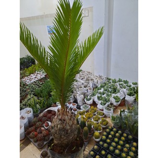 Cây Thiên Tuế Mini ( để bàn )