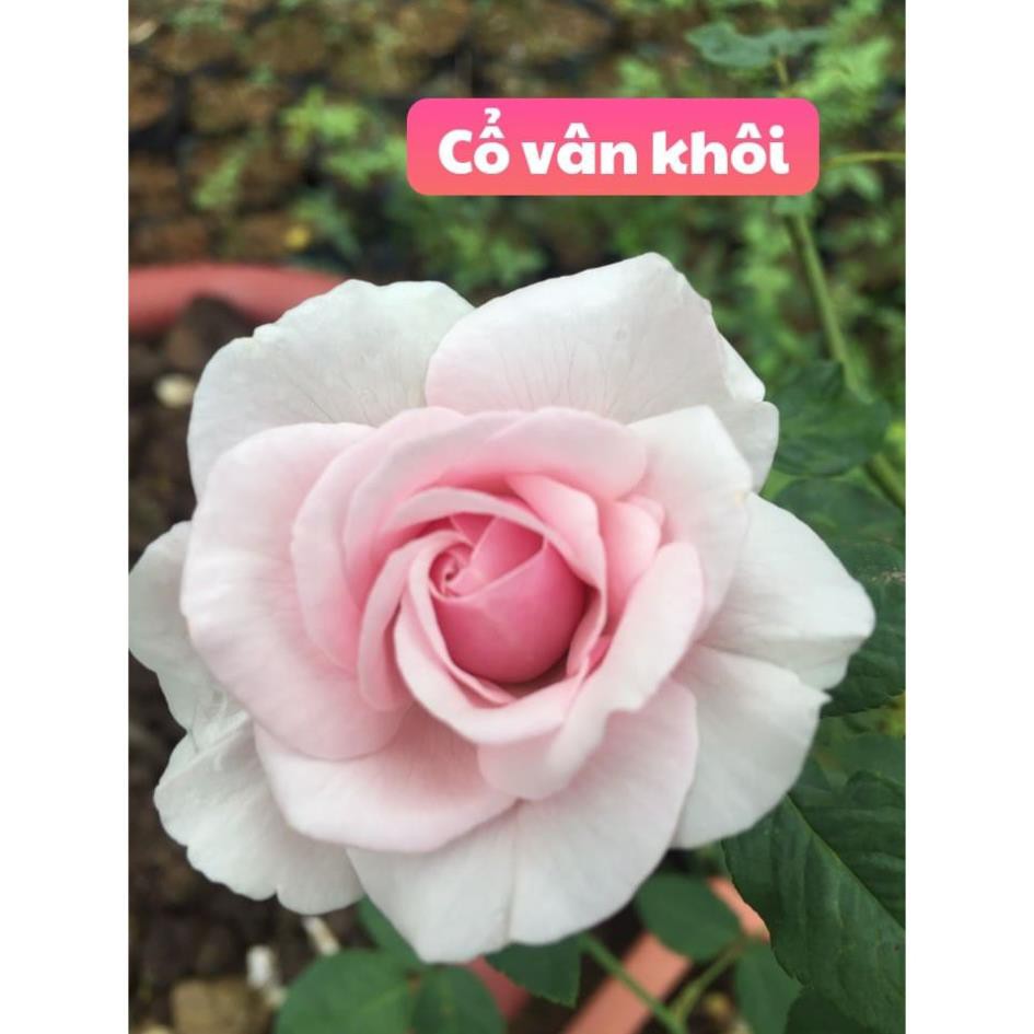 CÂY GIỐNG Hoa hồng cổ Bạch Vân Khôi – Giống hồng cổ quý nhất của Việt Nam + Tặng 01 cây dâu da đất